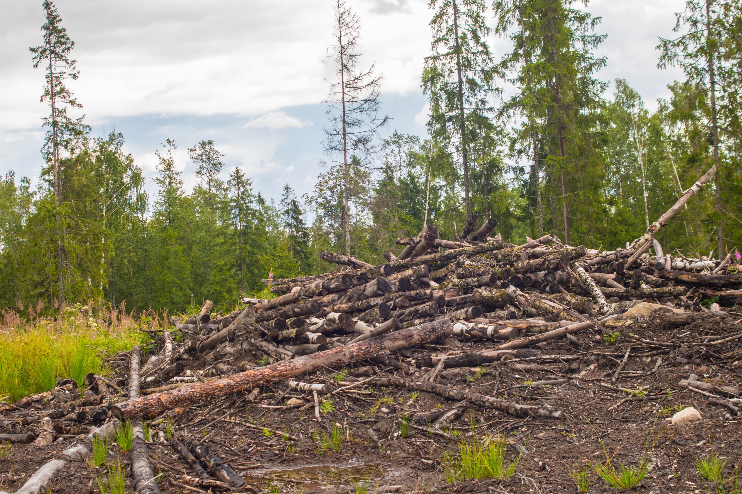 BioMass